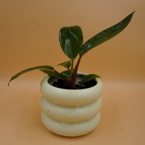 Philodendron Cherry Red Plant Sapling