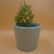 Golden Thuja Plant Sapling