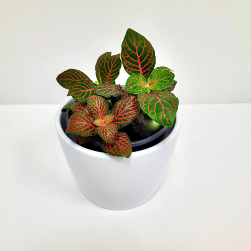 Fittonia Red plant sapling