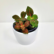 Fittonia Red plant sapling