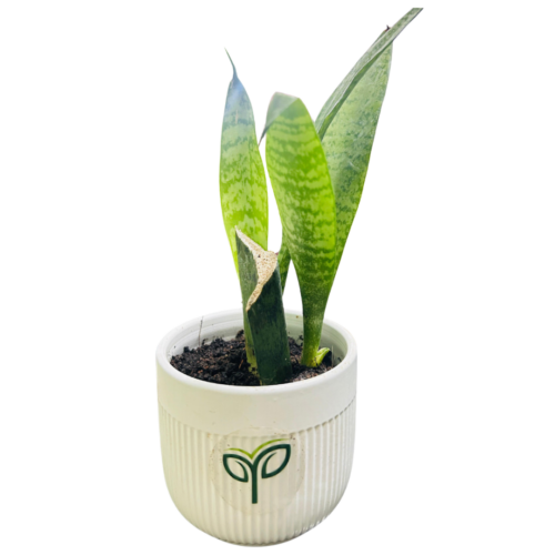 Snake Plant
