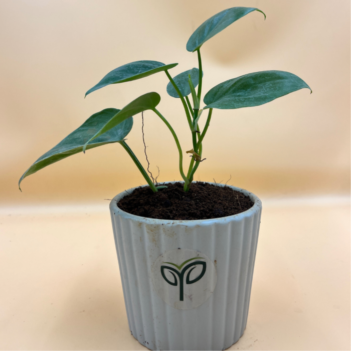 Oxycardium Green plant Sapling