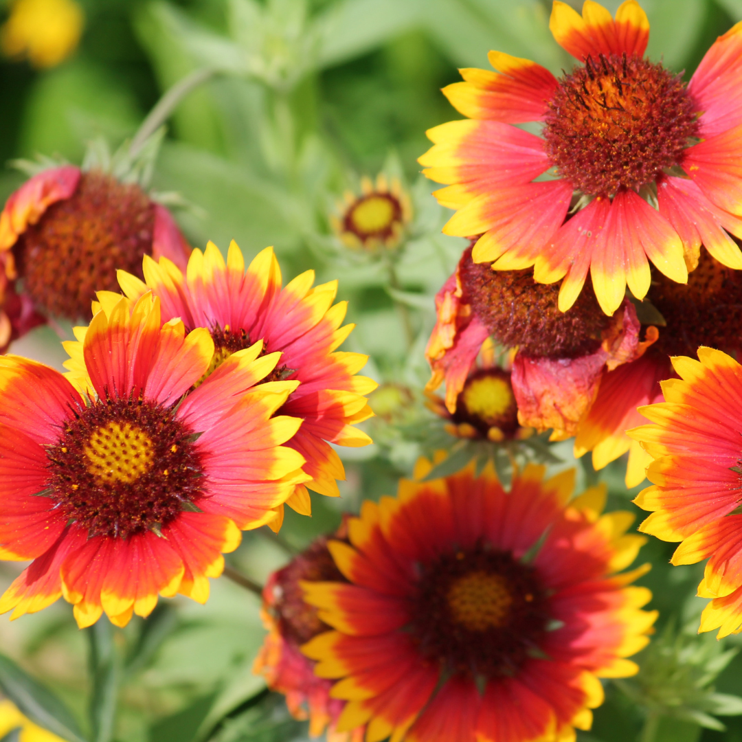 Gaillardia Aristotle Seeds