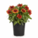 A black plastic pot filled with vibrant Gaillardia Aristotle Seeds flowers, featuring red centers with orange-yellow tips on the petals, surrounded by green foliage, set against a plain white background.