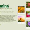 Best Flower Seeds to Grow in the Summer Season