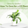 How to Care for a ZZ Plant in 2025