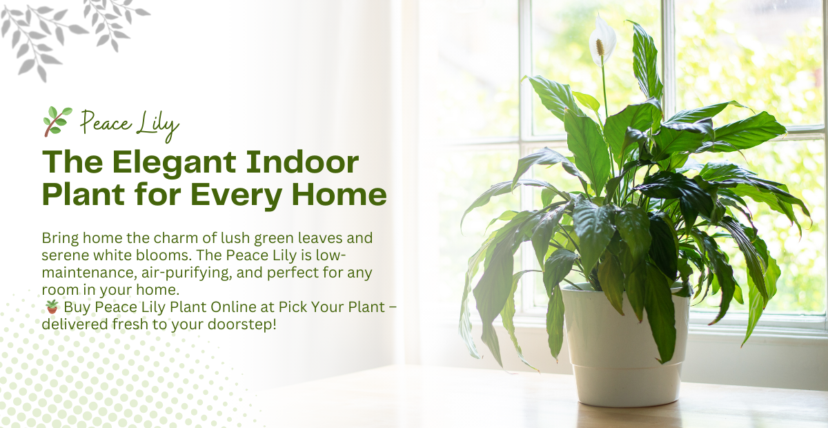 Peace Lily Indoor Plant for Every Home