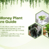 5 Types of Money Plants and Their Care Guide