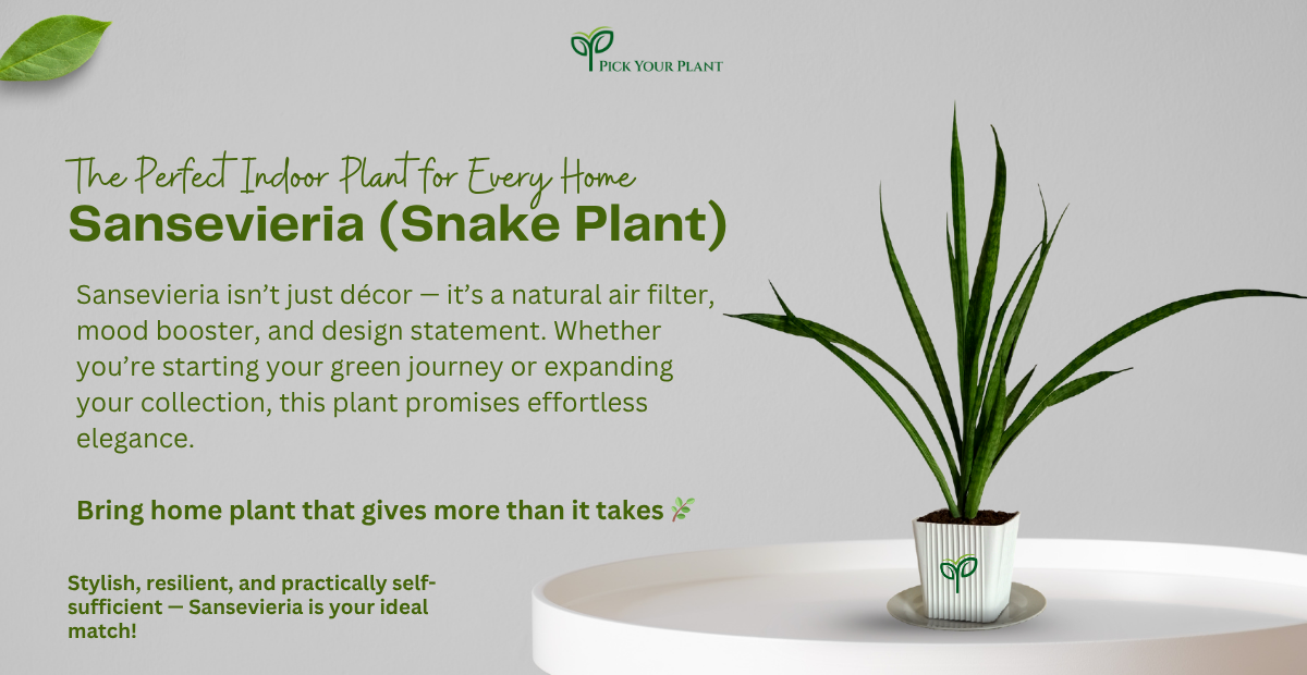 7 Amazing Benefits of Sansevieria