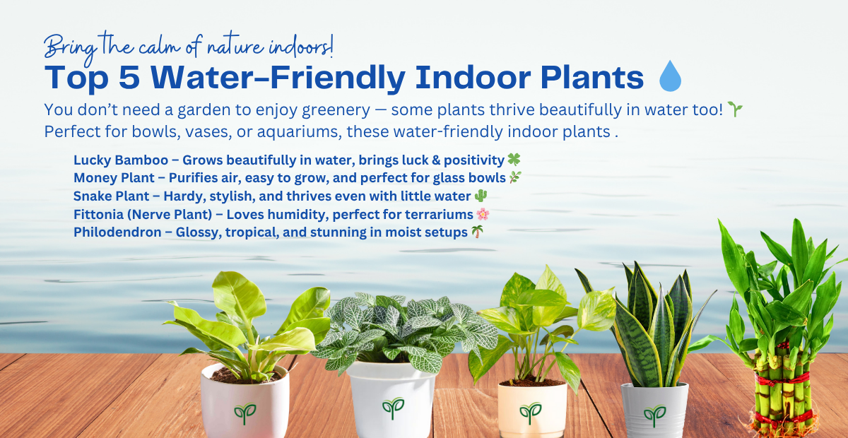 Top 5 Water-Friendly Indoor Plants You Can Buy Online