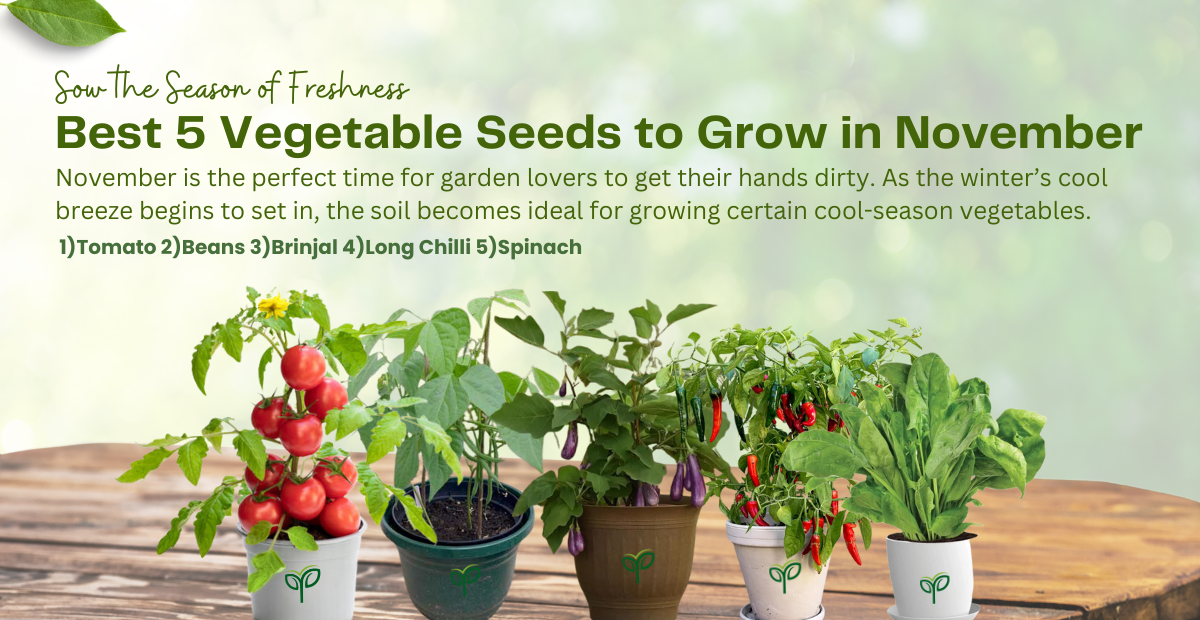 Best 5 Vegetable Seeds to Grow in November