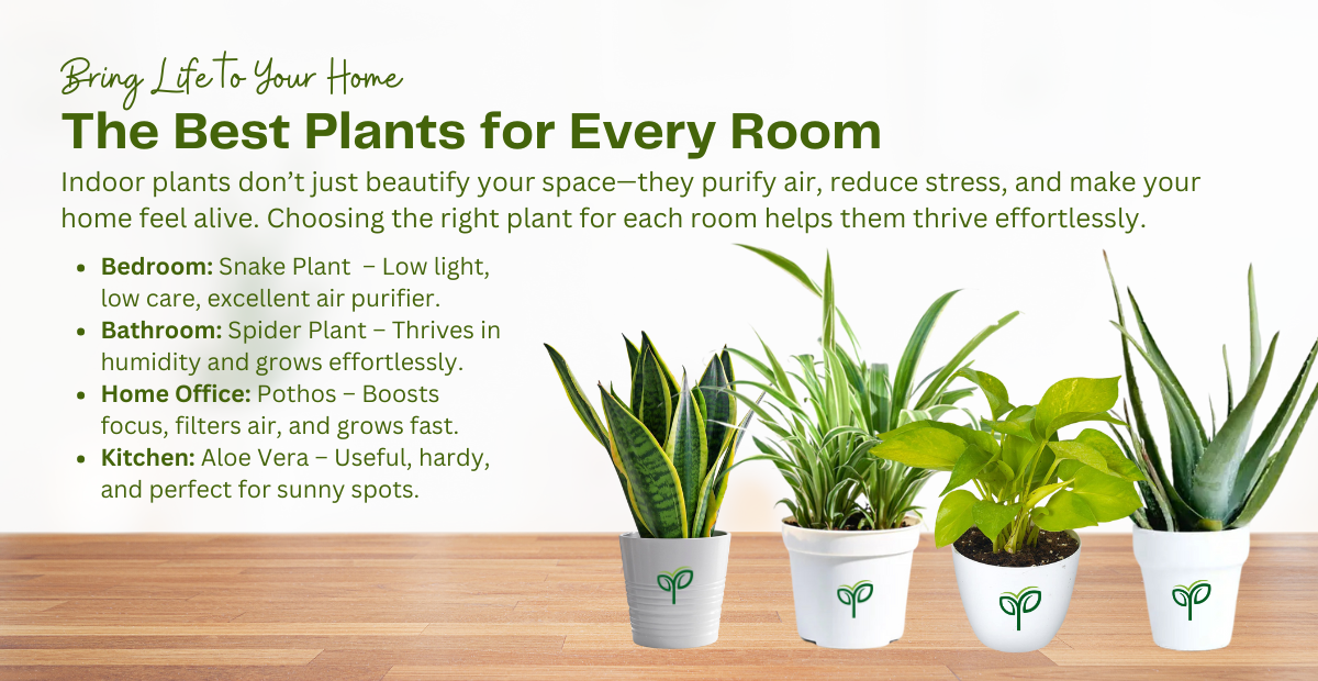 4 Best Plants for Every Room