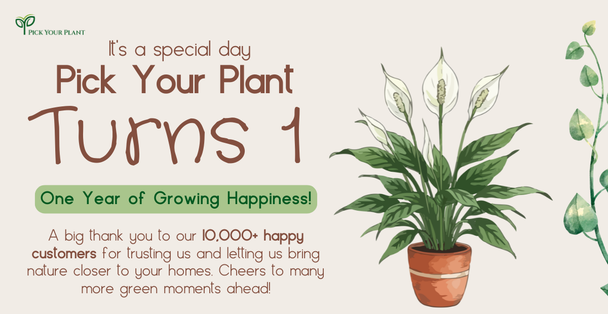 Celebrating One Year of Pick Your Plant