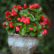 Begonia Plant Sapling image showing a vibrant red Begonia plant in full bloom, potted in an antique-style embossed terracotta pot with grapevine detailing.