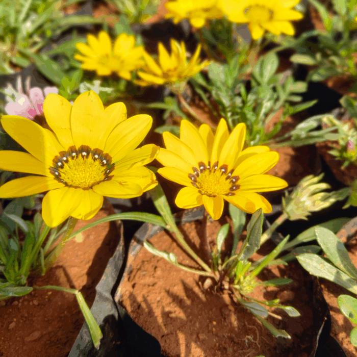 Gazania Mix Plant Sapling close-up image showing two bright yellow Gazania flowers with dark brown and white centers, growing in dark soil with surrounding green foliage.