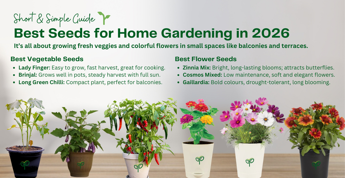 Best Seeds for Home Gardening in 2026