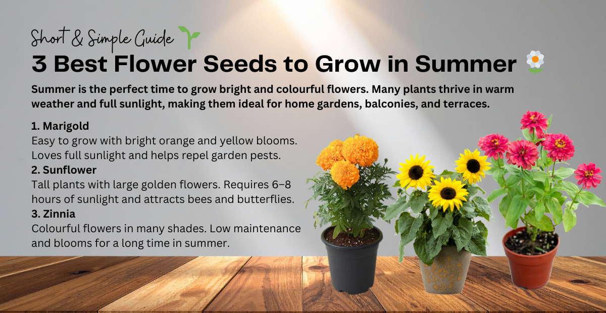 3 Best Flower Seeds to Grow in Summer
